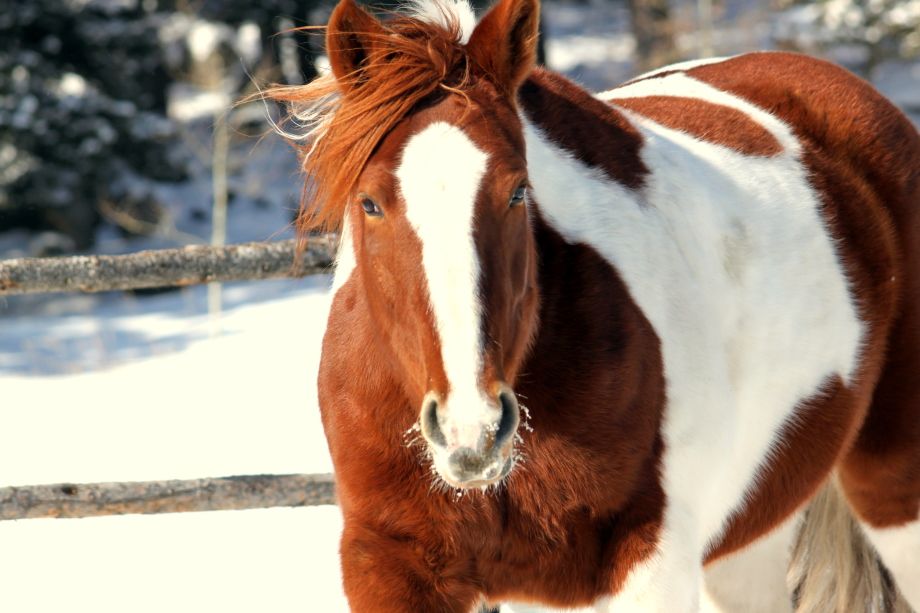 Cheval pie alezan et blanc dans un enclos enneigé