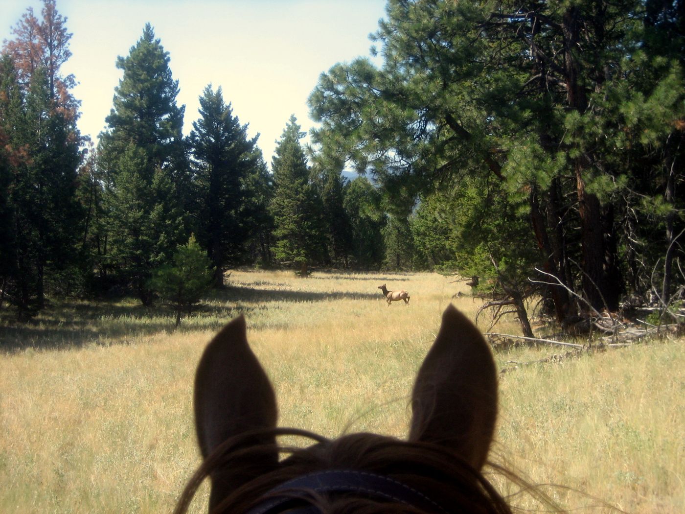 Vue entre les oreilles d'un cheval sur une prairie où court un wapiti